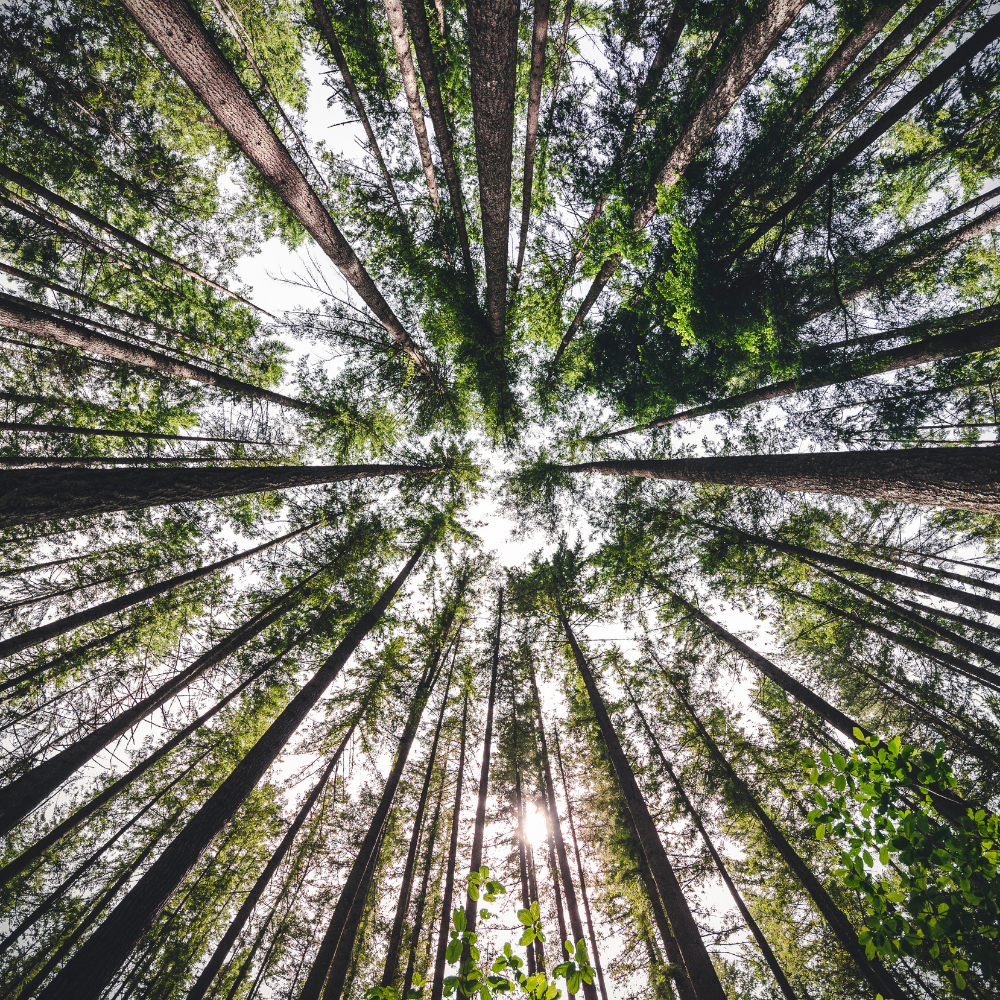 Photo - Ground up view of trees